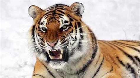 老虎的天敌是什么动物 老虎在自然界有天敌吗-大盘站 - 大盘站