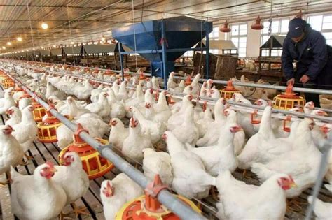 企业回应4万月薪招坦桑尼亚养鸡场场主：要求较高，目前没合适应聘者_凤凰网