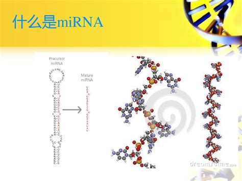 miRNA与lncRNA-技术专题(停用)-广州赛诚生物科技有限公司-服务于您的核心利益！
