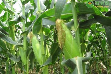 西南玉米品种介绍 - 惠农网