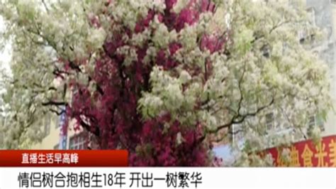 情侣树和抱相生18年 开出一树繁华_凤凰网视频_凤凰网