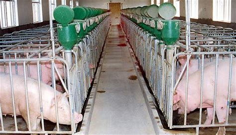发酵床的维护经验 - 猪场管理/养猪技术 - 中国养猪网-中国养猪行业门户网站
