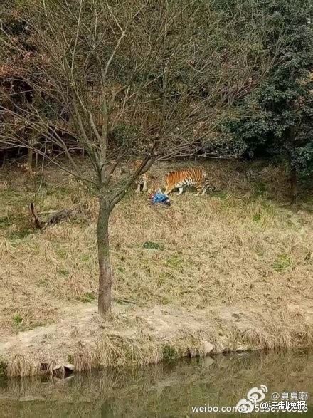 宁波动物园被老虎袭击游客身亡 一只老虎被击毙|界面新闻 · 快讯