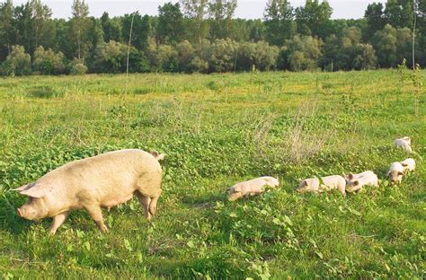 猪价回升之下，养猪业一线参与者的真实状态如何？亏怕了的散养户、淡定的代养场和“乐观”的养殖企业 - 猪好多网