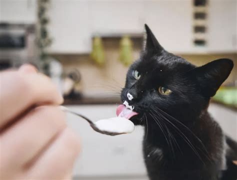 盘点猫咪最爱吃的10种食物，哄猫必备，屡试不爽！_猫猫