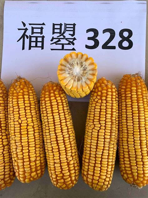 【国审品种 白轴高产】 福曌328 - 玉米 - 河南亿佳和农业科技有限公司