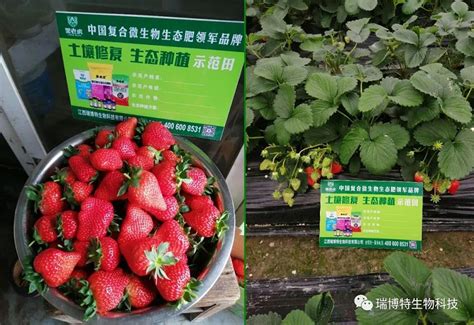 山西运城草莓苗多少钱一棵、品种草莓苗价格、哪里有卖草莓苗 _13753940919_山西红旗诚信苗木基地