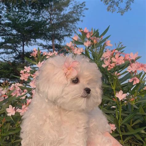 头像非主流狗图片
