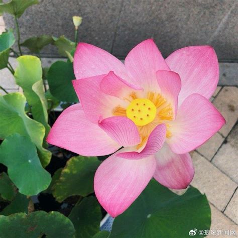 妈妈头像荷花非主流