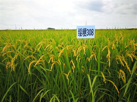前十名高产抗倒伏水稻品种 - 惠农网