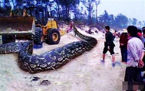 辽宁抚顺大蛇事件，施工队修路竟挖出16米长大蛇