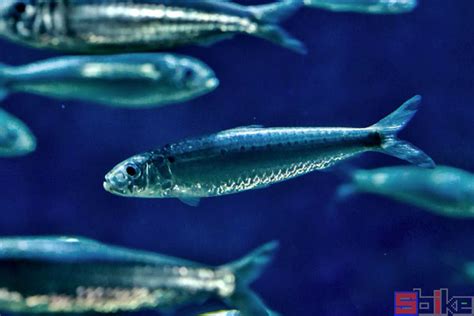 用户照片-Sardinella-小沙丁鱼属-喵潜AI鱼类辨识 FISH ID - 你的在线鱼书