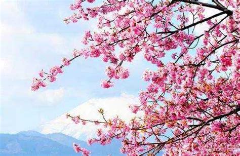 日本民歌《樱花》的歌词-百度经验