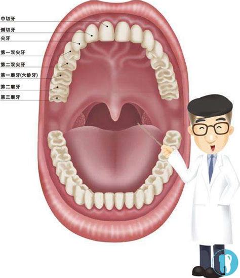 口腔的结构图图片