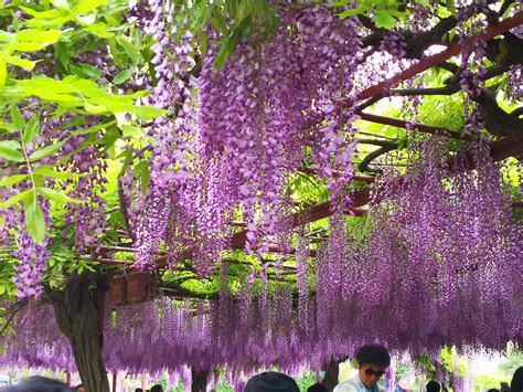 屋顶花园上的“紫藤瀑布”, 美得冒泡!|瀑布|露台|紫藤花_新浪新闻