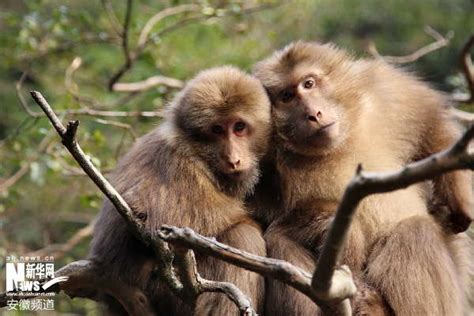 安徽|黄山|猴子观海-泉州西湖假期旅行社
