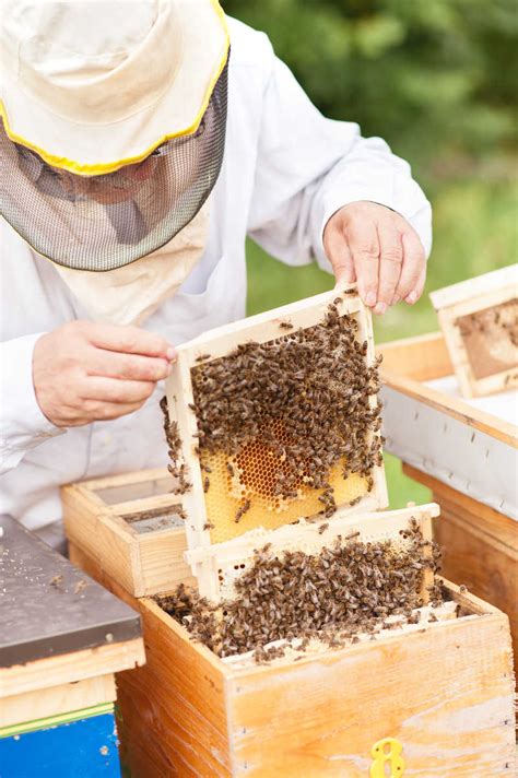 在从事养蜂业的农村地区高清图片下载-正版图片505782021-摄图网