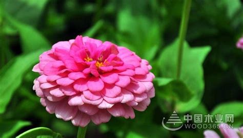 [百日菊]百日菊种子图片_价格_种植方法-花园植物-藤本月季网