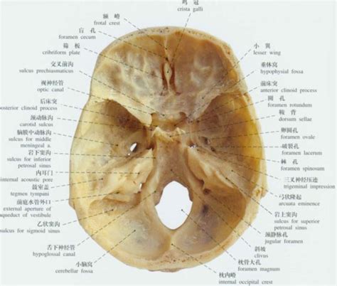 头颅部位解剖示意图-人体解剖图,_医学图库