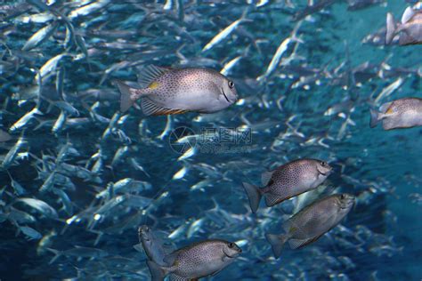 海底壮观的鱼群高清图片下载-正版图片501038139-摄图网