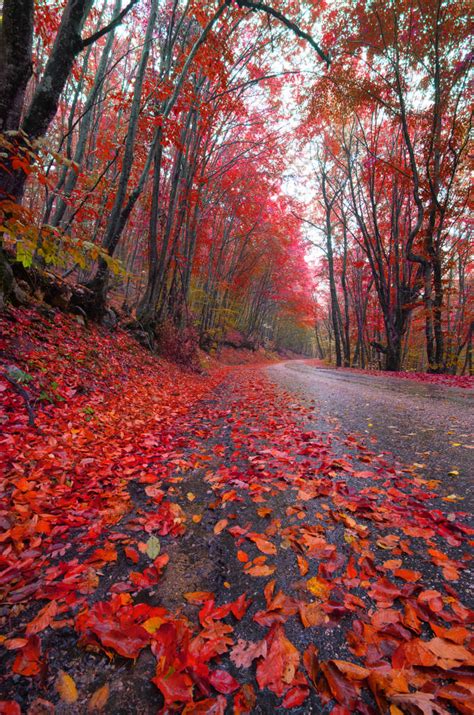 秋天的树林素材-高清图片-摄影照片-寻图免费打包下载