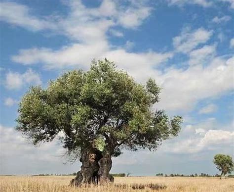 橄榄园红土上的橄榄树高清图片下载-正版图片503298234-摄图网