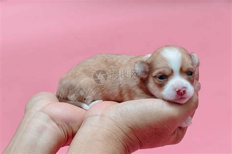 新出生的小狗吉娃睡高清图片下载-正版图片502571008-摄图网
