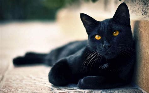 男人梦见猫是不吉之兆(遇到黑猫各种预示什么)_周公解梦大全