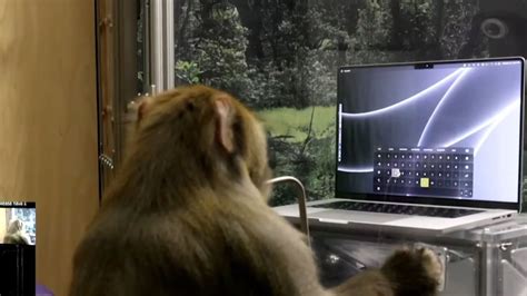 马斯克演示猴子用意念打字：预计脑机接口6个月内人体试验