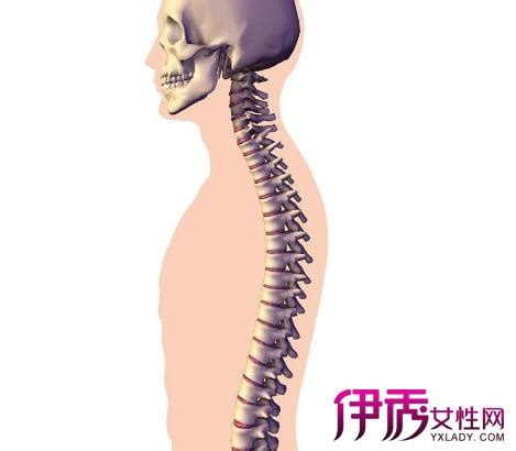 骨骼人类脊柱脊柱椎间盘黑暗背景下医学三维插图高清图片下载-正版图片300851790-摄图网