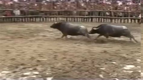 贵州农村斗牛比赛，打得头破血流还是不服输_腾讯视频