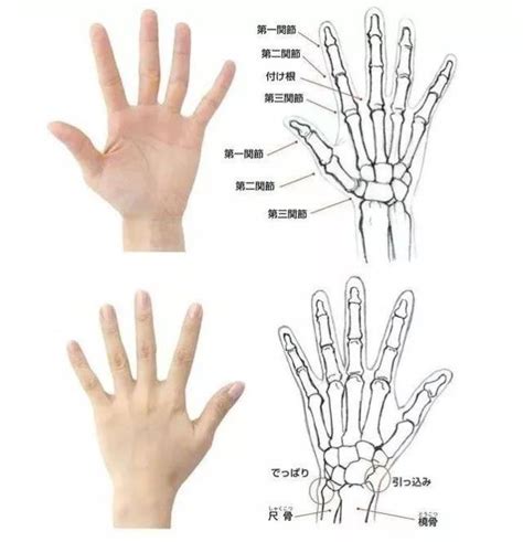 人右手骨骼图,右手桡骨远端骨折,右手骨骼图片及名称_大山谷图库