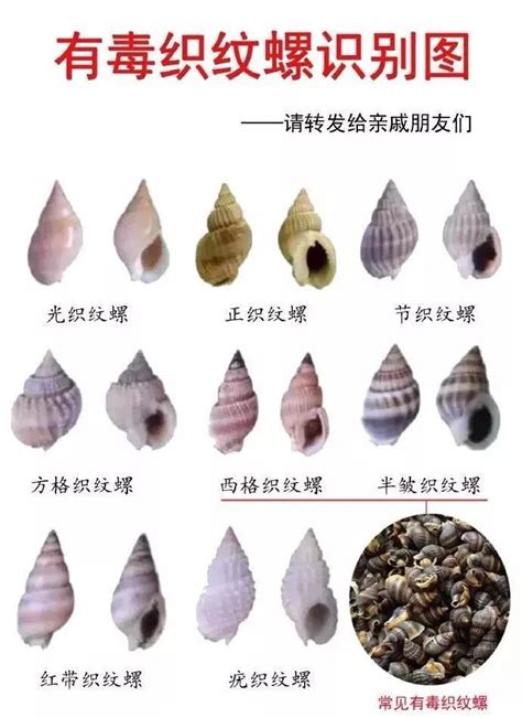 十种不能吃的螺图片,名贵海螺图片,螺类大全名称图片(第2页)_大山谷图库