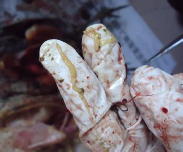 鸡绦虫病的临床症状与防治 | 中国动物保健·官网