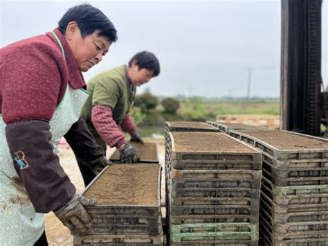 水稻育秧专用配方基质及配套生产技术