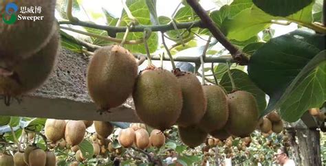 软枣猕猴桃结果 - 生产经营 - 丹东茂绿丰农业科技食品有限公司