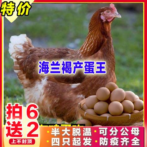 活鸡也能作抵押，45万只鸡贷了500万_凤凰网视频_凤凰网