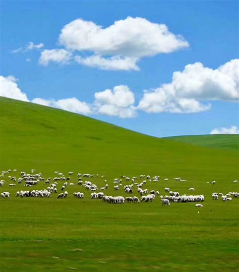 媒体关注_内蒙古鄂尔多斯羊绒集团