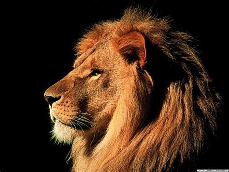 狮子的特写镜头豹形狮子座10岁与世隔绝素材-高清图片-摄影照片-寻图免费打包下载
