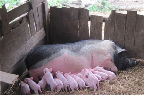 三大措施稳定猪苗质量 - 猪繁育管理/养猪技术 - 中国养猪网-中国养猪行业门户网站