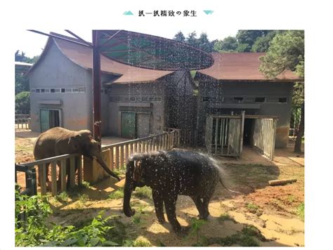 南京红山森林动物园门票多少钱（在江苏哪个动物园更好玩） - 羊城网