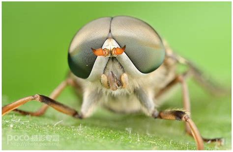 昆虫的头----中国科学院