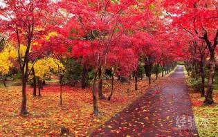 枫叶的叶子全都红了就像是什么 枫树的介绍_知秀网