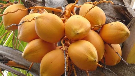 金椰子和普通椰子有什么区别？金椰子主要产于哪里 - 运富春