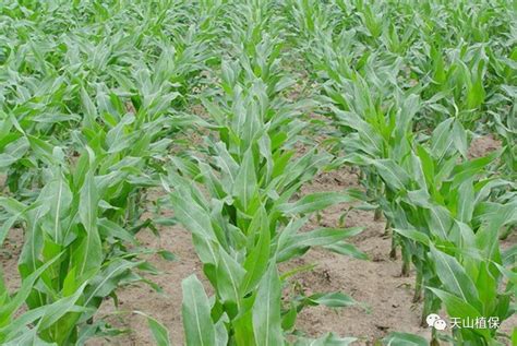玉米多穗是什么-农产品百科-金投现货-金投网
