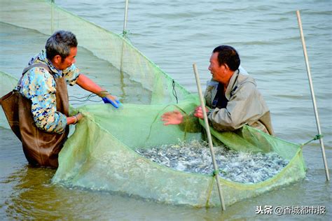 宜秀区积极实施水产种业质量提升行动 推动渔业绿色健康发展 - 区直动态 - 宜秀网