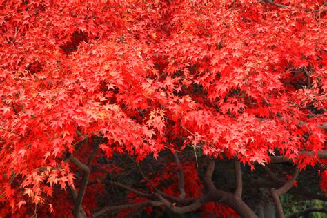 常年红的红枫树是什么品种-苗木知道-河北百盛苗木