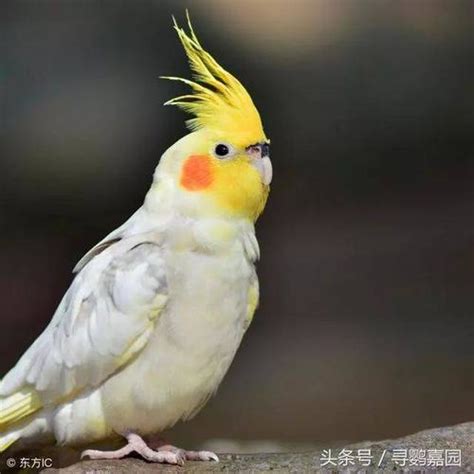 鹦鹉的品种与图片