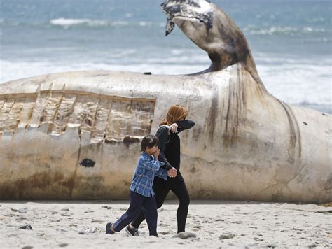 30吨重鲸鱼尸体冲上美国加州海难 游客不顾恶臭围观-新闻中心-南海网