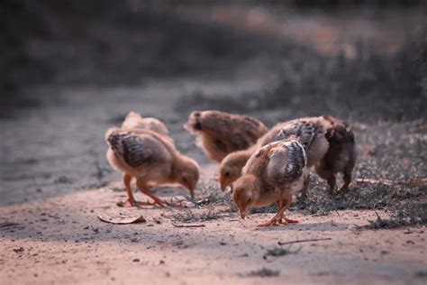 鸡追着公鸡跑领导的概念高清图片下载-正版图片503229148-摄图网